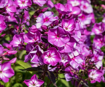 1221_9161_Phlox_paniculata_Sweet_Summer_Surprise_.JPG