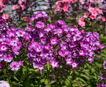 1221_9162_Phlox_paniculata_Sweet_Summer_Surprise__2.JPG