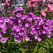 1221_9162_Phlox_paniculata_Sweet_Summer_Surprise__2.JPG