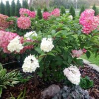 1636_7307_Hydrangea_paniculata_Vanille_Fraise_2.JPG