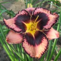 1871_7196_Hemerocallis_Simmons_Overture_Photo_Darwinplants.jpg