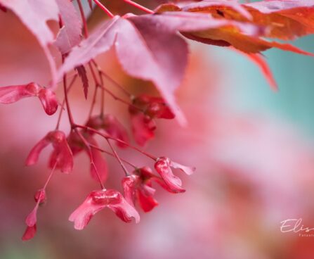 2016_9665_Acer_palmatum Atropurpureum_kammalvaher.jpg