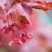 2016_9665_Acer_palmatum Atropurpureum_kammalvaher.jpg