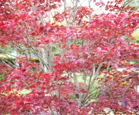 2016_9666_Acer_palmatum Atropurpureum_kammalvaher_2.jpg