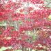 2016_9666_Acer_palmatum Atropurpureum_kammalvaher_2.jpg