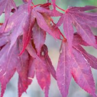 2016_9667_Acer_palmatum Atropurpureum_kammalvaher__2.jpg