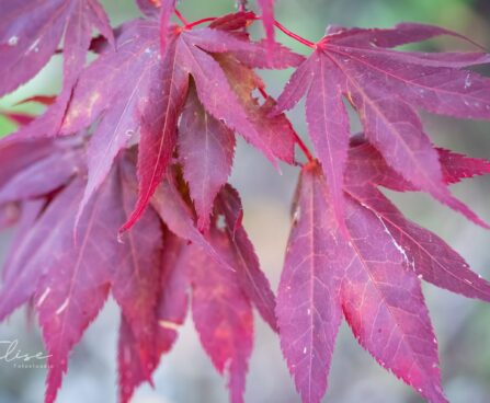 2016_9667_Acer_palmatum Atropurpureum_kammalvaher__2.jpg