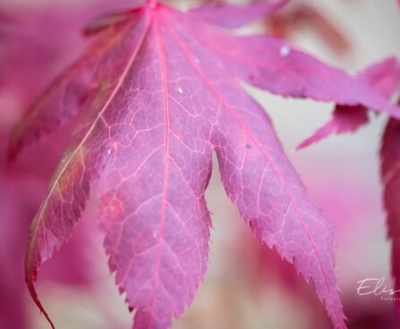 2016_9668_Acer_palmatum Atropurpureum_kammalvaher_.jpg