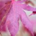 2016_9668_Acer_palmatum Atropurpureum_kammalvaher_.jpg