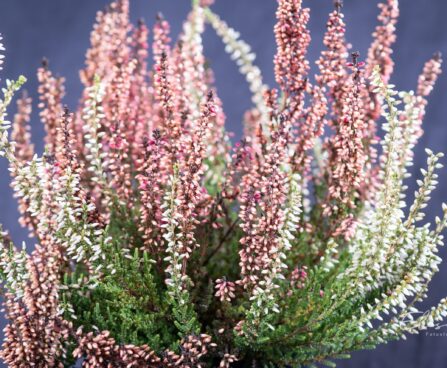 2081_9348_Calluna_vulgaris_Twin_kanarbik.jpg