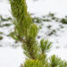 2241_6802_Pinus_nigra_Oregon_Green.JPG