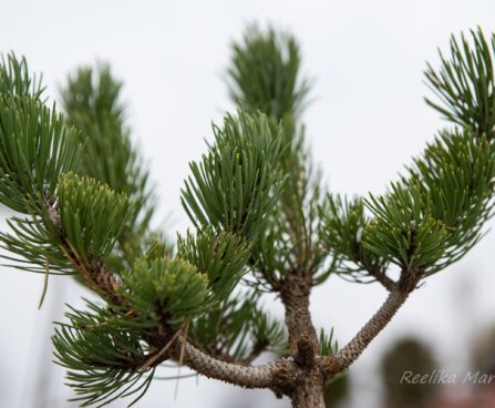 2241_6820_Pinus_nigra_Oregon_Green__3.JPG