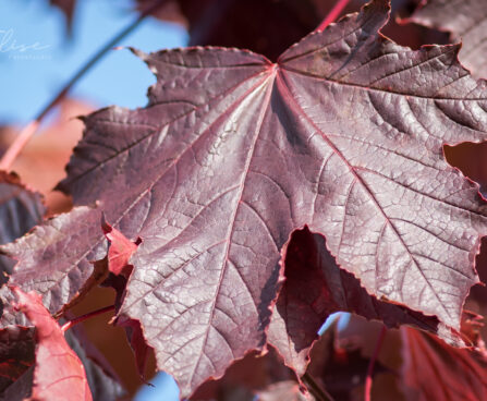 2506_9119_Acer_platanoides_Royal_Red__3.JPG