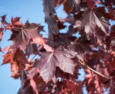 2506_9120_Acer_platanoides_Royal_Red__2.JPG