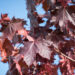 2506_9120_Acer_platanoides_Royal_Red__2.JPG