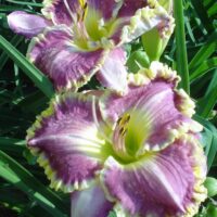 2575_7179_Hemerocallis_Bestseller_Photo_Darwinplants.jpg