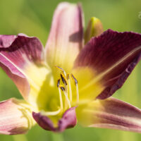 2577_9200_Hemerocallis_Blue_Sheen_.JPG