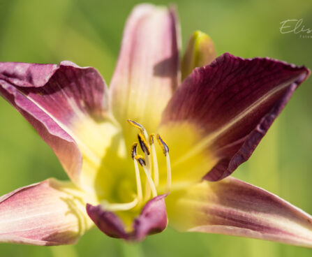 2577_9200_Hemerocallis_Blue_Sheen_.JPG