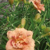 2582_7190_Hemerocallis_Just_My_Size_Photo_Darwinplants.jpg