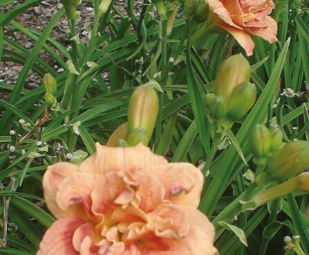 2582_7190_Hemerocallis_Just_My_Size_Photo_Darwinplants.jpg