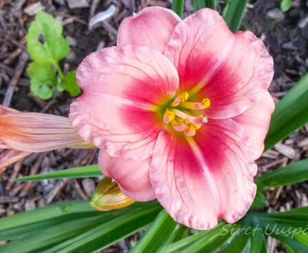 2582_7355_Hemerocallis_Just_My_Size.JPG