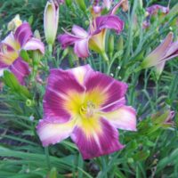 2583_7193_Hemerocallis_Magic_Dancer_Photo_Darwinplants.jpg