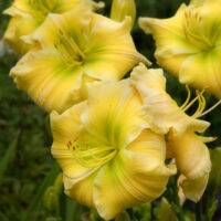 2586_7199_Hemerocallis_Tequila_and_LimePhoto_Darwinplants.jpg