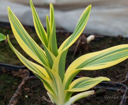 2622_8053_Hemerocallis_Golden_Zebra.JPG