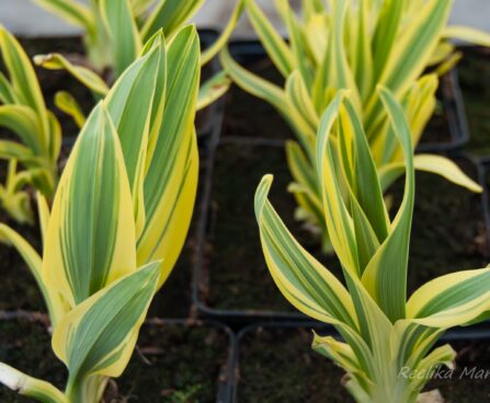 2622_8054_Hemerocallis_Golden_Zebra_2.JPG