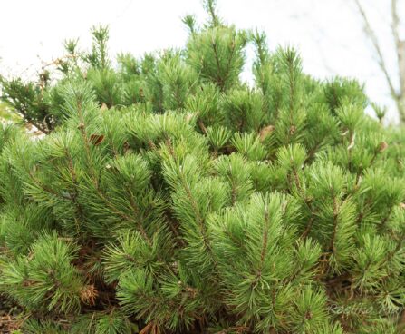 2752_6541_Pinus_mugo_var._pumilio.JPG