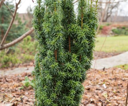 2755_6664_Taxus_baccata_David_.JPG