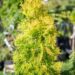 2762_10565_Thuja_occidentalis_Jantar__harilik_elupuu.jpg