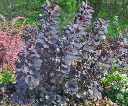 2790_5378_Cotinus_Royal_Purple parukapuu1.JPG