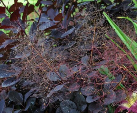 2790_5379_Cotinus_Royal_Purple parukapuu.jpg