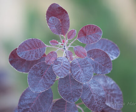 2790_6386_Cotinus_coggygria_Royal_Purple parukapuu.jpg