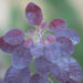 2790_6386_Cotinus_coggygria_Royal_Purple parukapuu.jpg