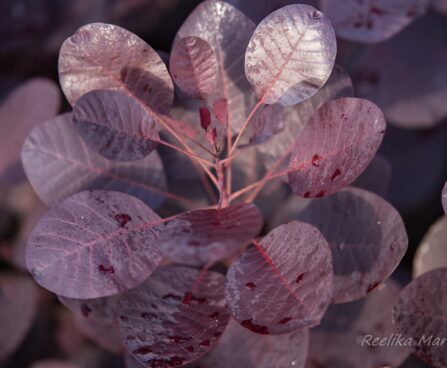 2790_7438_Cotinus_coggygria_Royal_Purple parukapuu.JPG