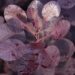 2790_7438_Cotinus_coggygria_Royal_Purple parukapuu.JPG