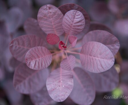 2790_7471_Cotinus_coggygria_Royal_Purple_parukapuu2.JPG