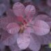 2790_7471_Cotinus_coggygria_Royal_Purple_parukapuu2.JPG