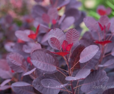 2790_7472_Cotinus_coggygria_Royal_PurplePhysocarpus opulifolius `Dart`s Gold` parukapuu.JPG