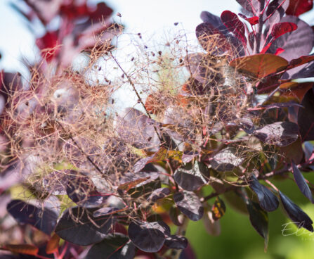 2790_9206_Cotinus_coggygria_Royal_Purple parukapuu.JPG