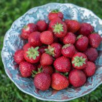 2860_8771_Fragaria_4.JPG