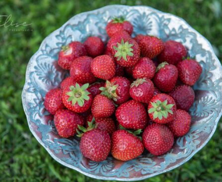 2860_8771_Fragaria_4.JPG