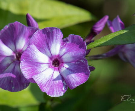 2896_9050_Phlox_paniculata_Blue_Boy_.JPG