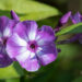 2896_9050_Phlox_paniculata_Blue_Boy_.JPG