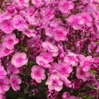 3012_7123_Phlox_paniculata_Smokey_Photo_Darwinplants.jpg