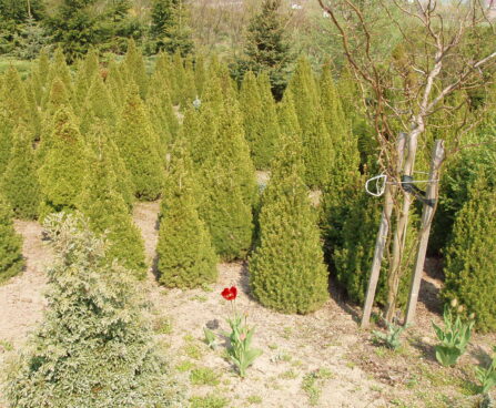 Picea glauca `Conica` kanada kuusk.jpg