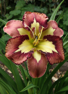 3062_6832_Hemerocallis_Spacecoast_Behaviour_Pattern_Photo_Darwinplants.jpg