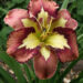 3062_6832_Hemerocallis_Spacecoast_Behaviour_Pattern_Photo_Darwinplants.jpg